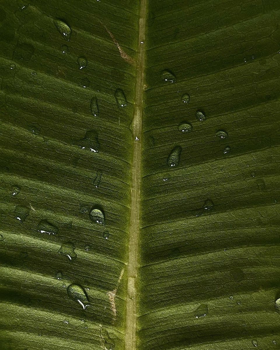 Detalle de hoja verde